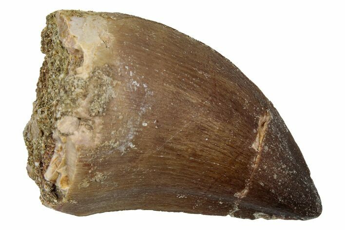 Fossil Mosasaur (Thalassotitan) Tooth - Morocco #345162